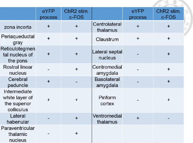 Table 1.  Mapping of possible aACC efferent brain regions and their functional  recruitments by using channelrhodopsin and c-Fos immunostaining