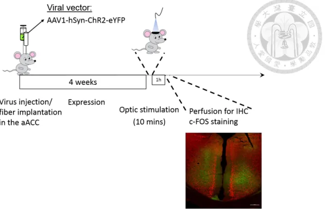Figure 5. Schematic demonstrates experimental procedure for Table 1. The mice  accepted  10  min  of  photoexcitation  in  the  aACC  for  the  preparation  of  c-Fos  immunostaining  of  various  brain  regions