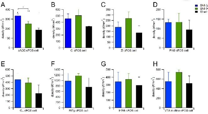 Figure 6. c-Fos immunolabelings after 1-hour aACC light stimulation in various  selected brain regions
