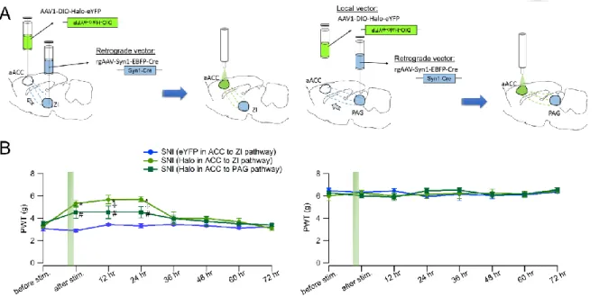 Figure 8. Causal examination of one-hour photoinhibition in selective ZI-