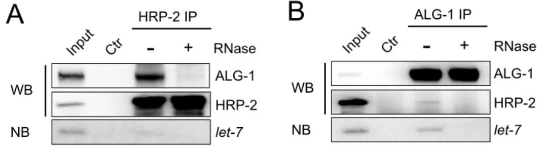 Figure  20.  HRP-2  interacts  with  miRISC  in  an  RNA-dependent  manner.  Total 
