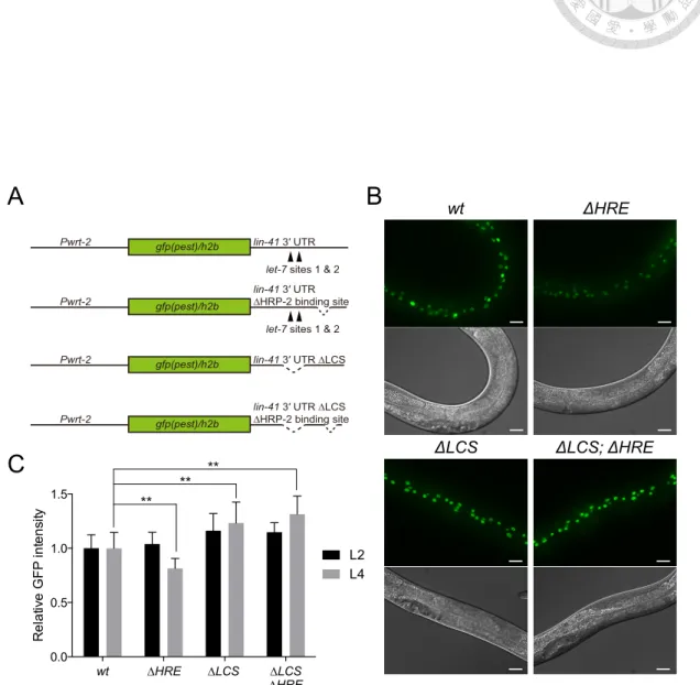 Figure 23.  C wt HRE LCS LCS HRE0.00.51.01.5Relative GFP intensity L2L4******