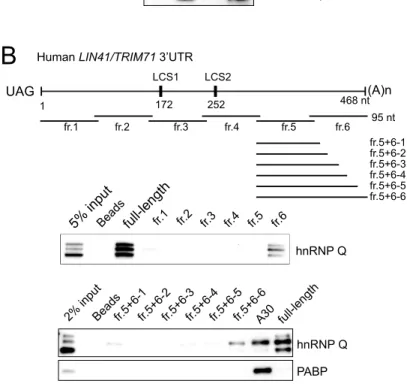 Figure 28. hnRNP Q binds to an element in TRIM71 3’UTR. (A) Lysates prepared 