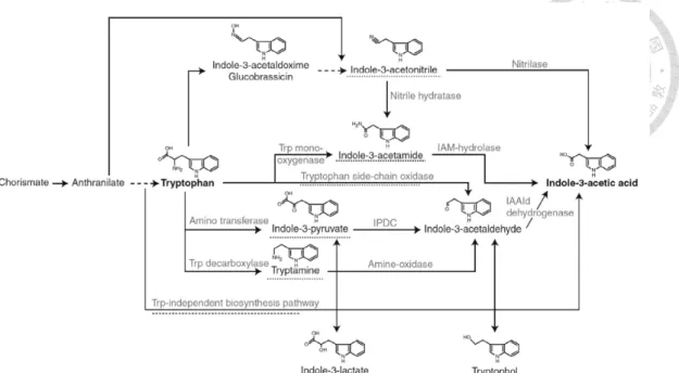 Figure  1-2.  Overview  of  the  biosynthetic  pathway  of  IAA  in  bacteria.  The  intermediate referring to the name of the pathway or the pathway itself is underlined  with  a  dashed  line