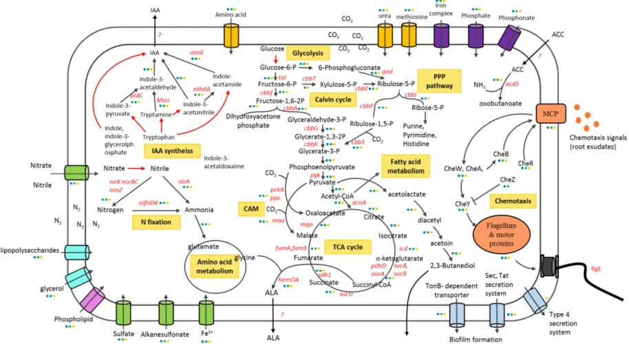 Figure  2-7.  Schematic  depiction  of  genes  involved  in  metabolism  (PPP  pathway,  TCA  cycle,  glycolysis,  nitrogen  assimilation),  rhizosphere adaptation and plant growth promotion in  R