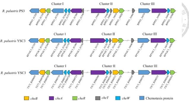Figure 2-9. Comparison of the chemotaxis (che) gene clusters in R. palustris PS3,  YSC3  and  CGA009  strains