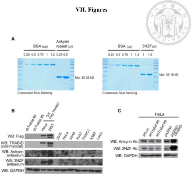 Figure 1. TRABID antibody production. 