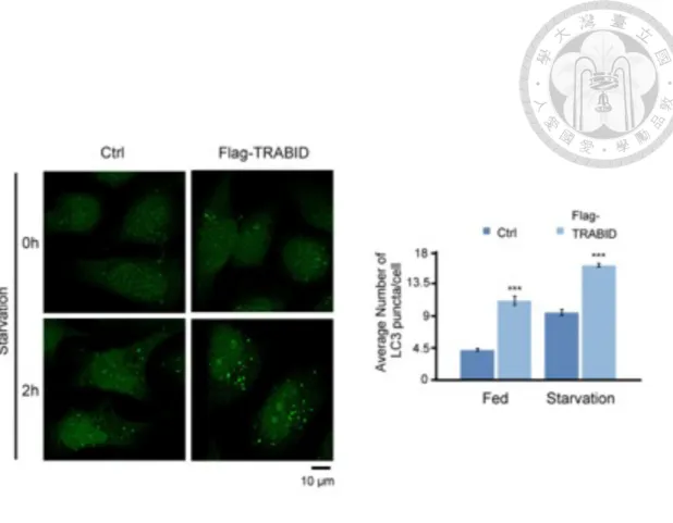 Figure 2. Overexpression of TRABID induces endogenous LC3 puncta formation  under both basal and starved conditions