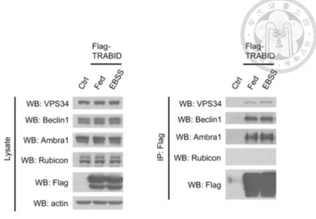 Figure 4. TRABID interacts with endogenous VPS34, Beclin1 and Ambra1. 