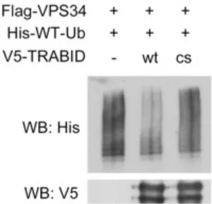Figure 5. TRABID deubiquitinates wild type ubiquitin chains of VPS34 in vitro. 