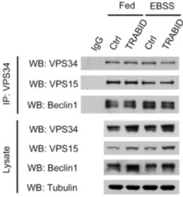 Figure 6. TRABID does not enhance the interaction between endogenous VPS34,  VPS15 and Beclin1 but increases VPS34, VPS15 and Beclin1 level