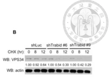 Figure 7. TRABID regulates stability of VPS34. 
