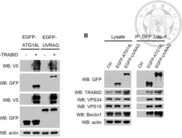 Figure 8. TRABID interacts with both ATG14L and UVRAG-containing VPS34  complexes 