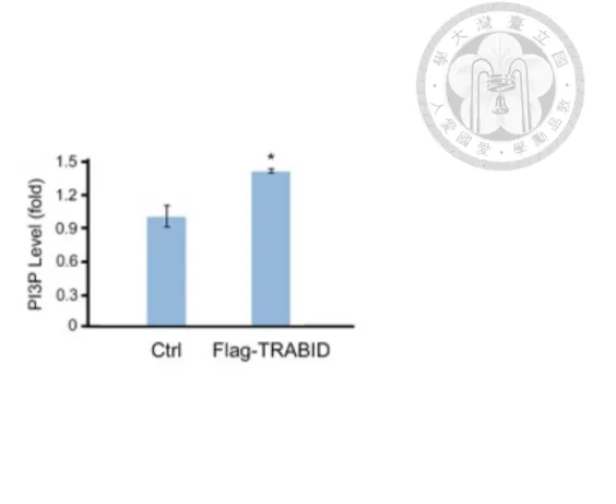 Figure 9. Overexpression of TRABID increases cellular PI3P level. 