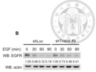 Figure 10. TRABID regulates EGFR degradation. 