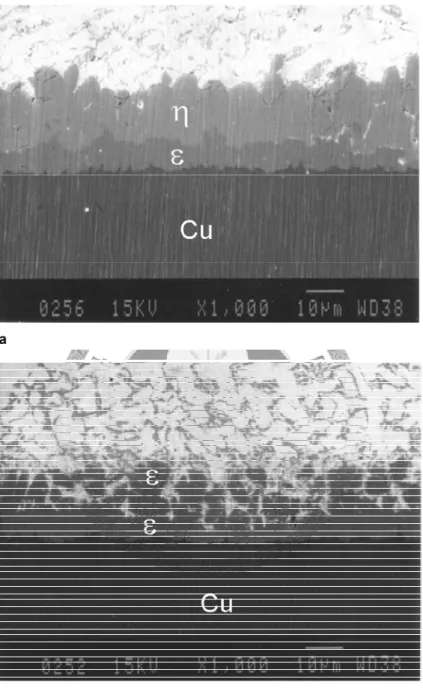Fig. 2.13 SEM micrographs of the Sn–Bi solder/Cu interfaces. (a) Treatment I: solder  bath composition 51.3Sn48.7Bi, 235°C, 95 h