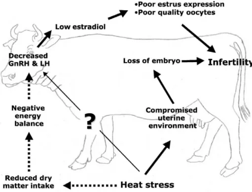 圖 1.6  熱緊迫影響牛隻繁殖功能之可能機制。(De Rensis and Scaramuzzi, 2003)  Figure 1.6    A schematic description of the possible mechanisms for the effect of heat 
