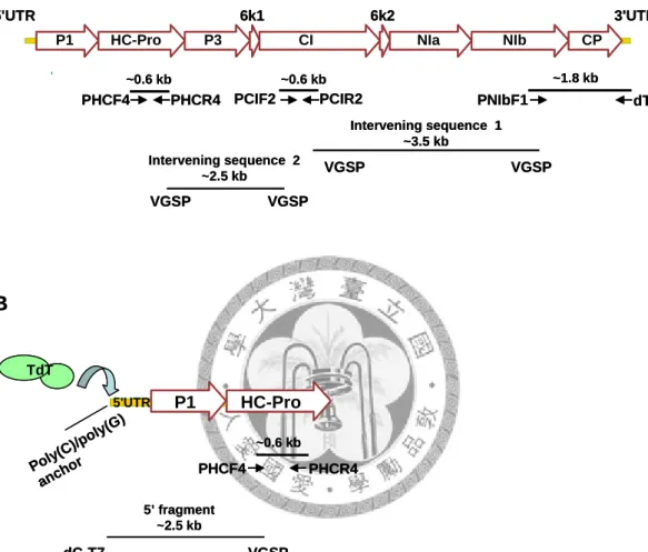 Fig 1. Stragtegy for cloning of the complete genome of potyvirus and the  relative positions of the degenerate primers