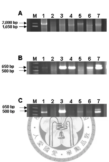 Fig 2.  Amplification of potyvirus by reverse transcriptase-PCR from  inoculated plant total RNA and analyzed by 1% agarose gel  electrophoresis