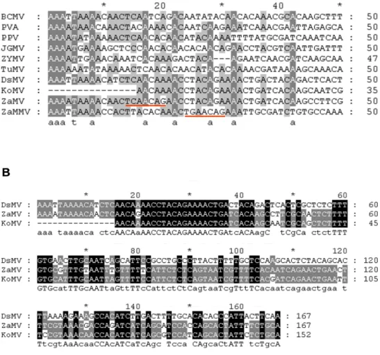 Fig 3.  The alignments of the 5’UTR sequence of four calla potyviruses  and six potyviruses