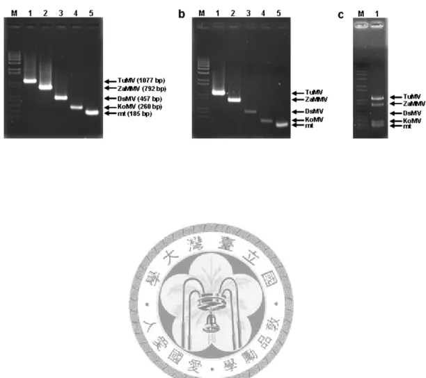 Fig. 1 Primer specificity tested by simplex and multiplex PCR using cDNA clones as  templates