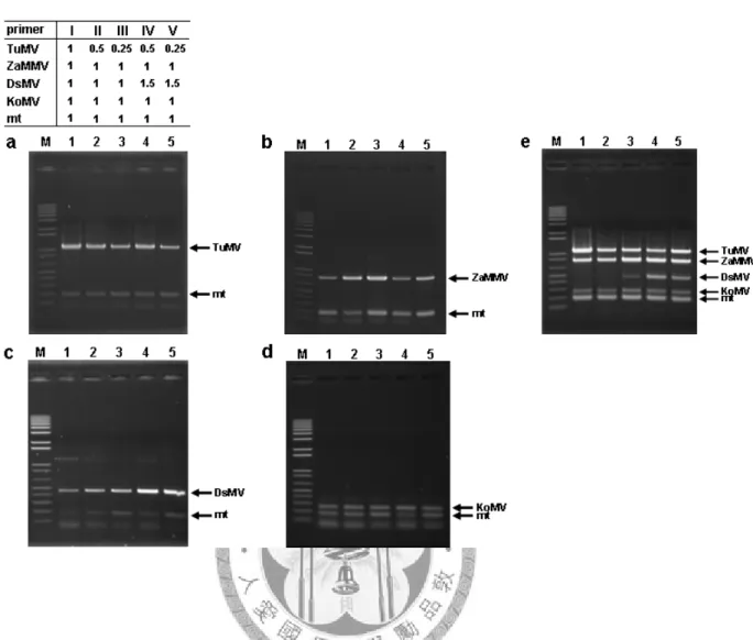 Fig. 2 Optimization of multiplex PCR reaction with different concentration ratios of  the primer sets