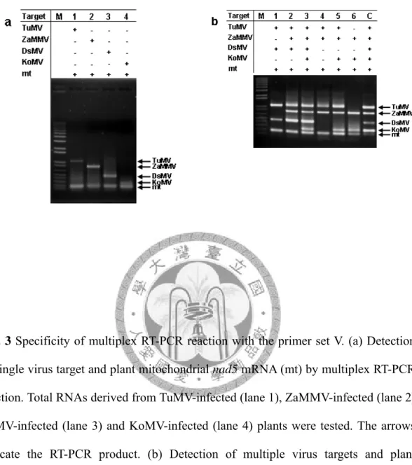Fig. 3 Specificity of multiplex RT-PCR reaction with the primer set V. (a) Detection  of single virus target and plant mitochondrial nad5 mRNA (mt) by multiplex RT-PCR  reaction