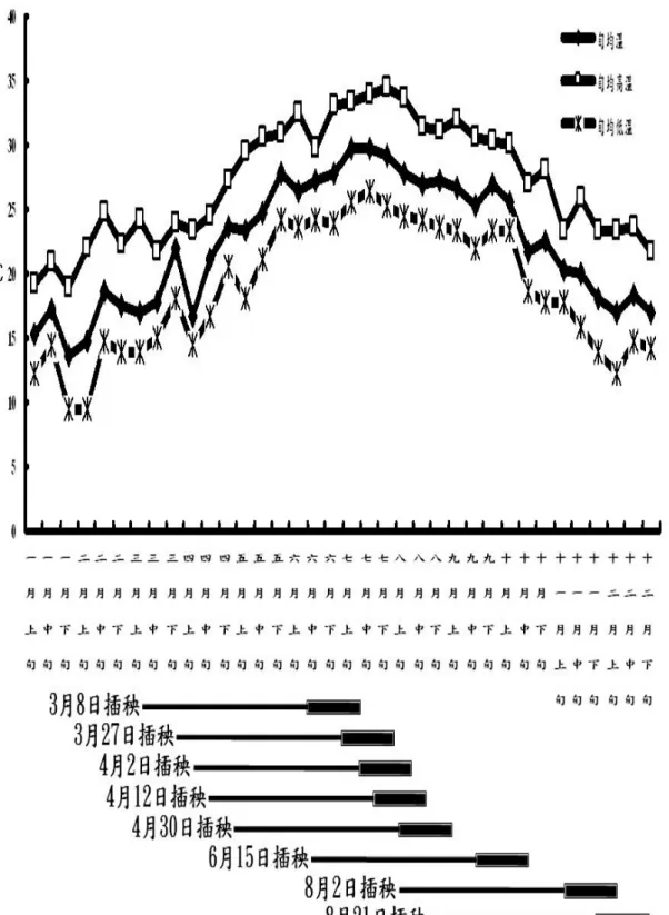 圖  3、2007 年苗栗地區氣溫環境與各栽培期。栽培期前段為抽穗前生長期，後段 粗體者為抽穗後生長期。 