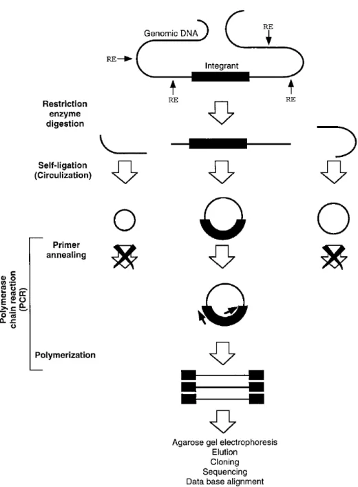 圖 3-2、Inverse PCR  原理簡圖  (Hui et al., 1998)  。  Fig. 3-2. Principle of Inverse PCR. 