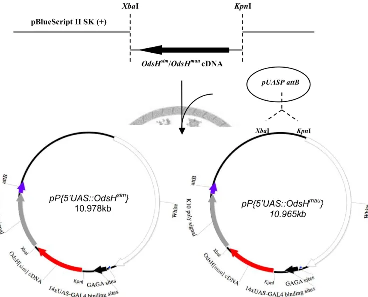 Fig. 1.—Procedure of pP{5’-UAS::OdsH sim } and pP{5’-UAS::OdsH mau } constructs.    Dashes mean the digestion by the nearby restriction enzymes