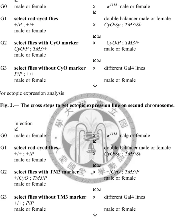 Fig. 2.— The cross steps to get ectopic expression line on second chromosome.  