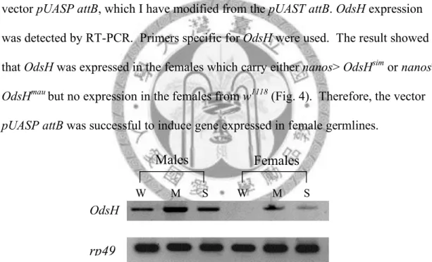 Fig. 4.—RT expression of OdsH in males and females.  Males RNA were extracted  from three different lines, including w 1118  (w), nanos>OdsH mau  (M), and 