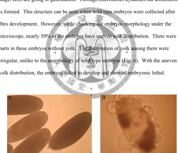 Fig. 6.—The morphology of the early embryos.  Embryos were collected in 30min.  