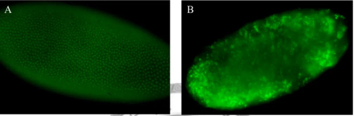 Fig. 7.—Nucleus pattern in the embryos.  Embryos were collected in 1.5hr from: 