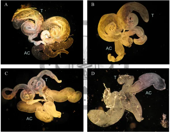 Fig. 9.—The morphology of the male reproductive organ.  Dark field of the male  germline tissue