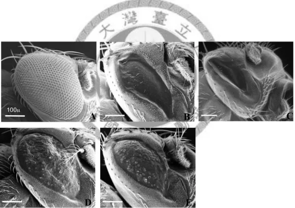 Fig. 10.—The morphology of adult eye with ectopic expression different alleles of  OdsH