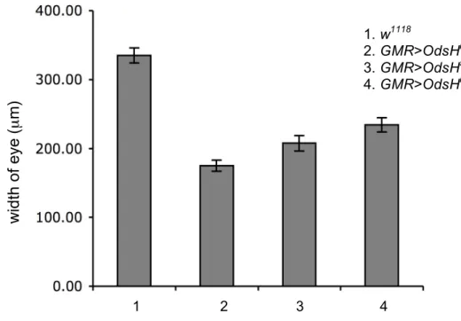 Fig. 11.—The width of eye with different OdsH alleles expressed.    Bar graph  showing the width of adult eyes with OdsH express (mean ! SE)