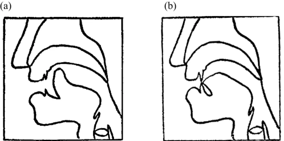 Figure 1.2 The production of (a) [ ß] and (b) [s] from the Mandarin Phonetics  Textbook (NTNU Mandarin phonetics committee, 2003)
