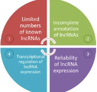 Figure 1.  Four challenges for characterizing lncRNAs in D. melanogaster 
