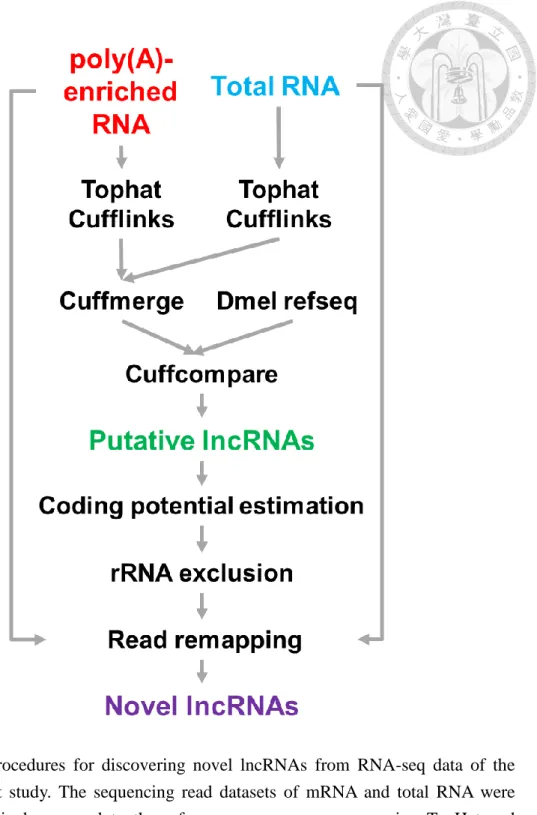 Figure 3.  Procedures  for  discovering  novel  lncRNAs  from  RNA-seq  data  of  the  present  study