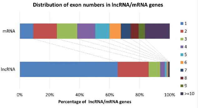 Figure 5.  Distribution of exon numbers in lncRNA and mRNA genes. 