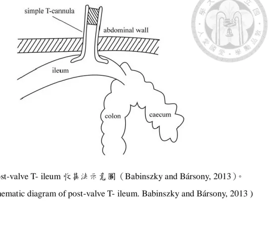 圖 1-7、  Post-valve T- ileum 收集法示意圖（Babinszky and Bársony, 2013）。 