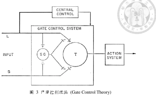 圖  3  門閘控制理論  (Gate Control Theory) 