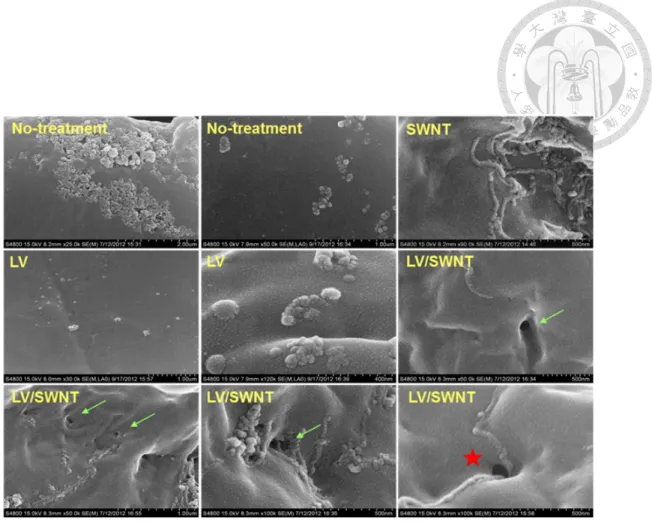 Fig. 24. High magnification of field emission electron micrographs in the near-membrane 