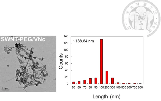 Fig. 6. TEM image of SWNT-PEG/VNc. The length of SWNT-PEG/VNc deduced from  TEM image was approximately 188.64 nm