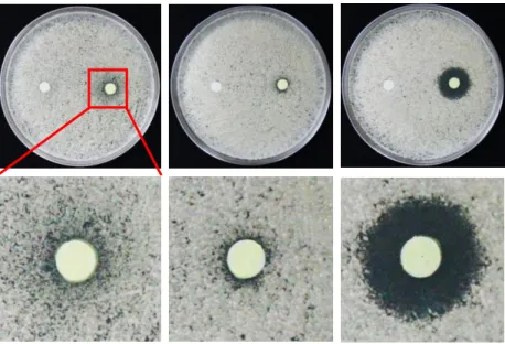 Figure 4. Growth of C. neoformans is sensitive to tryptanthrin at 37 ºC but not at 30 or 25 ºC