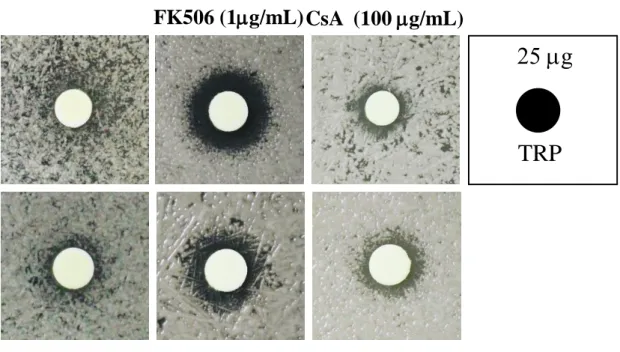 Figure 6. Tryptanthrin exhibits synergistic effect with FK506 against Cryptococcus species
