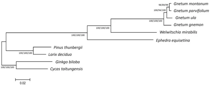 Figure 1. Phylogenetic analyses of 10 gymnosperm species. Trees were inferred from amino acid sequences of 56 concatenated chloroplast protein- protein-coding genes using the ML method with a TJJ model, MP method, and NJ method with a Poisson model