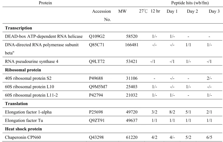 Table 3. The nucleoproteins present in mung bean cotyledon mitochondria with  progressive mitochondrial development during seed germination    (A) To find the possible function in different stages of mtDNA, we purified native  mt-nucleoids through the PFGE