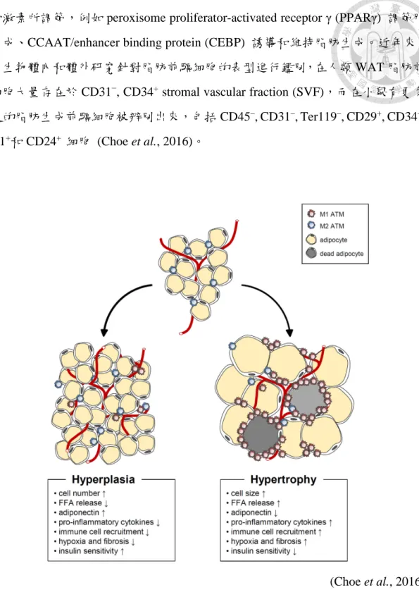 Figure 4. Characteristics of hypertrophic and hyperplasic adipocytes. 